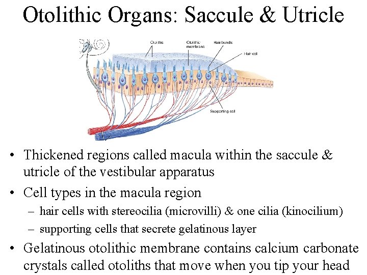 Otolithic Organs: Saccule & Utricle • Thickened regions called macula within the saccule &