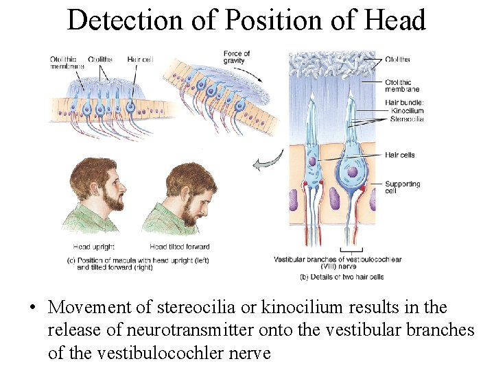 Detection of Position of Head • Movement of stereocilia or kinocilium results in the