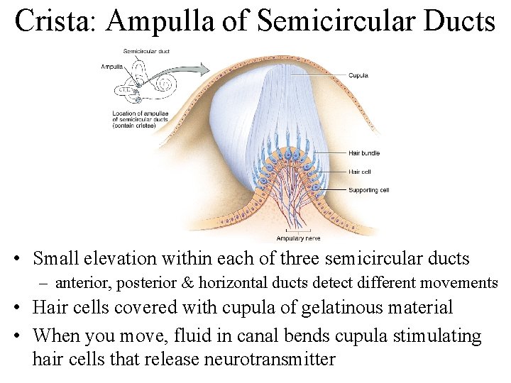 Crista: Ampulla of Semicircular Ducts • Small elevation within each of three semicircular ducts