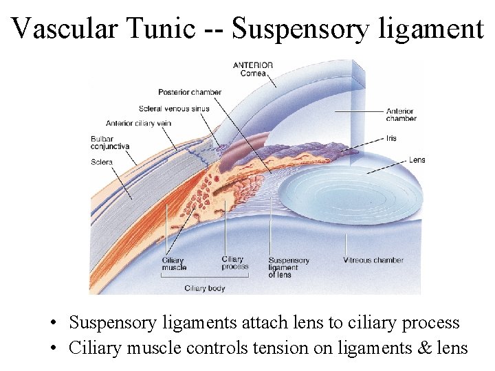 Vascular Tunic -- Suspensory ligament • Suspensory ligaments attach lens to ciliary process •