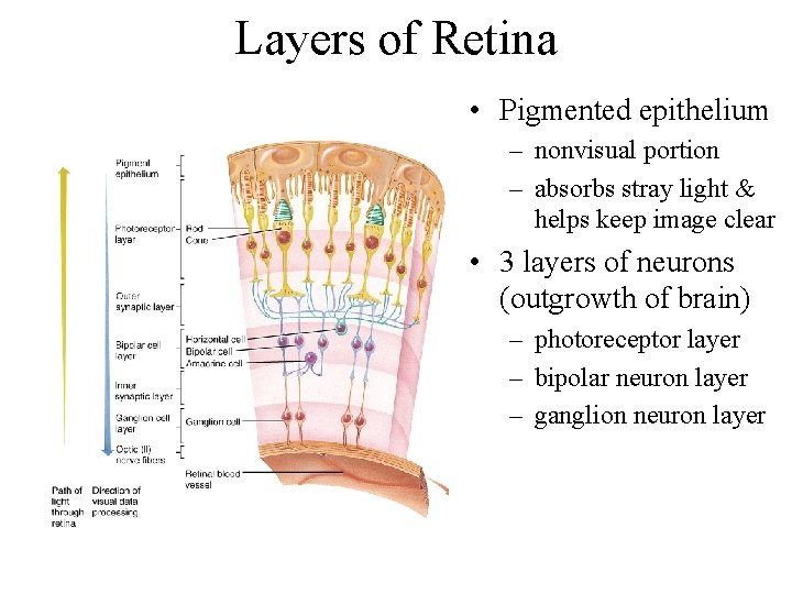 Layers of Retina • Pigmented epithelium – nonvisual portion – absorbs stray light &
