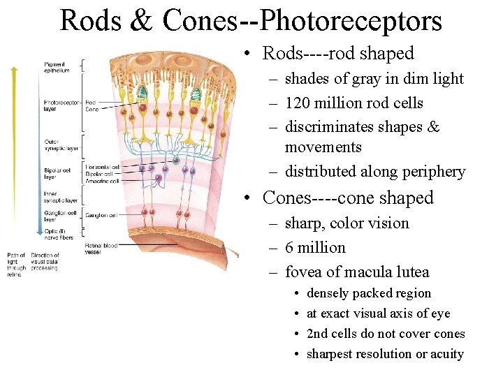 Rods & Cones--Photoreceptors • Rods----rod shaped – shades of gray in dim light –