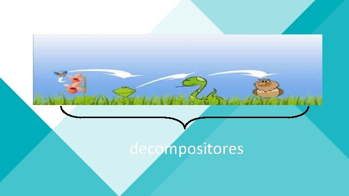 decompositores 