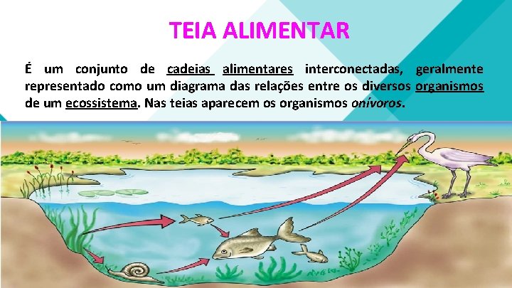 TEIA ALIMENTAR É um conjunto de cadeias alimentares interconectadas, geralmente representado como um diagrama