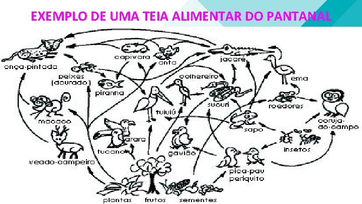 EXEMPLO DE UMA TEIA ALIMENTAR DO PANTANAL 