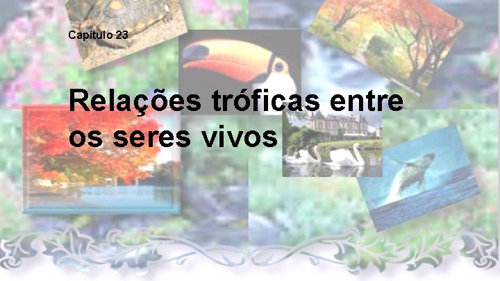 Capítulo 23 Relações tróficas entre os seres vivos 