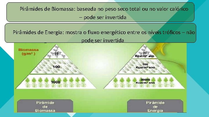 Pirâmides de Biomassa: baseada no peso seco total ou no valor calórico – pode