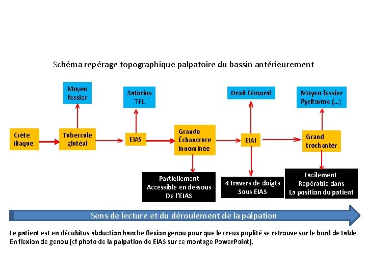 Schéma repérage topographique palpatoire du bassin antérieurement Moyen fessier Crète iliaque Satorius TFL Tubercule Schéma repérage topographique palpatoire du bassin antérieurement Moyen fessier Crète iliaque Satorius TFL Tubercule