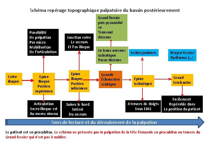 Schéma repérage topographique palpatoire du bassin postérieurement Possibilité De palpation Par micro Mobilisation De