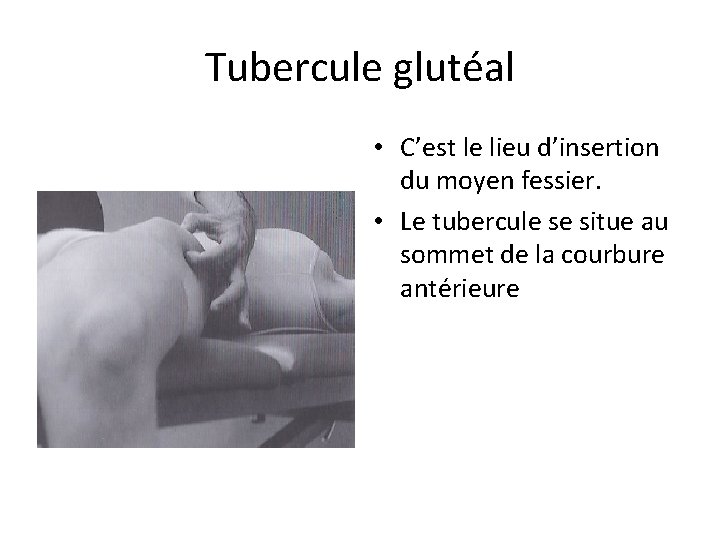 Tubercule glutéal • C’est le lieu d’insertion du moyen fessier. • Le tubercule se