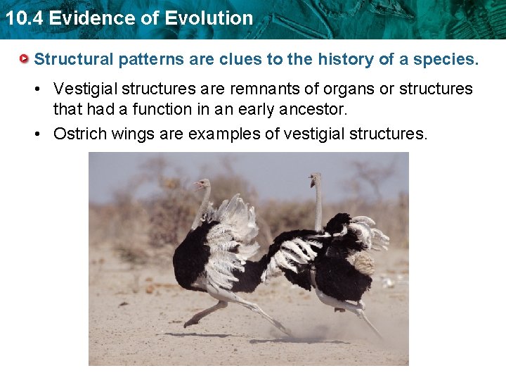 10. 4 Evidence of Evolution Structural patterns are clues to the history of a