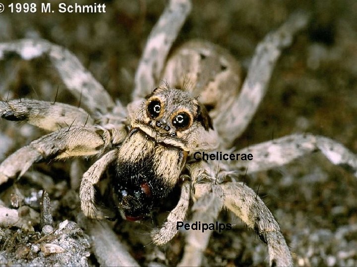 Chelicerae Pedipalps 