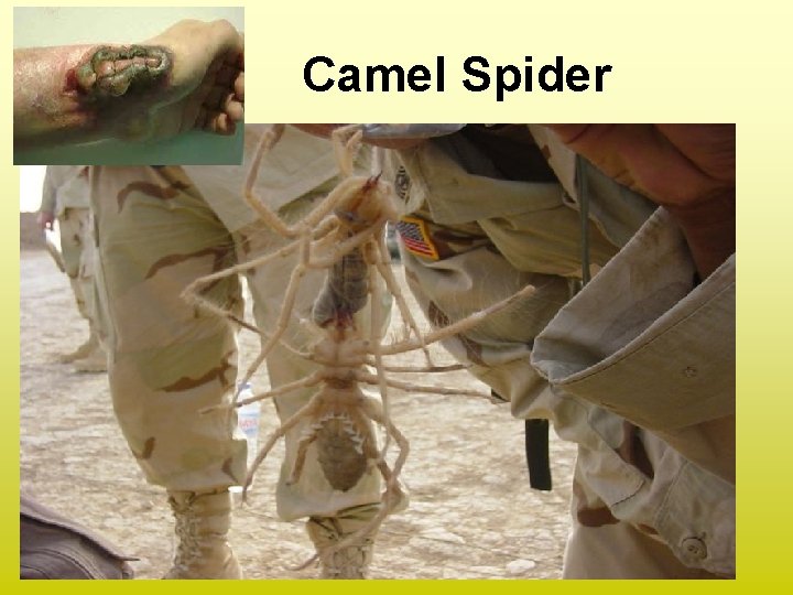 Camel Spider 