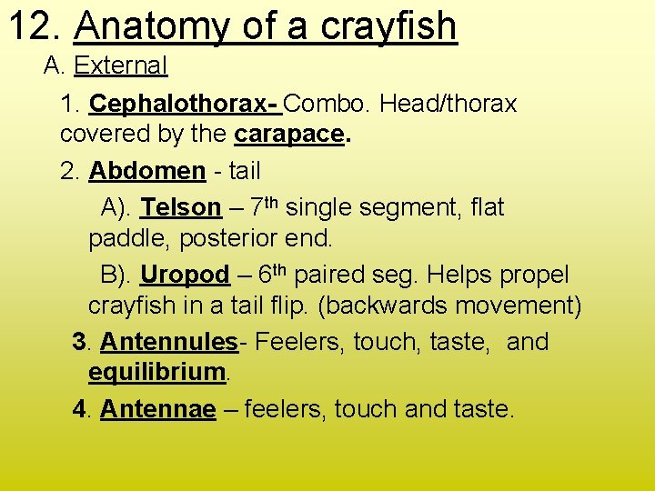 12. Anatomy of a crayfish A. External 1. Cephalothorax- Combo. Head/thorax covered by the