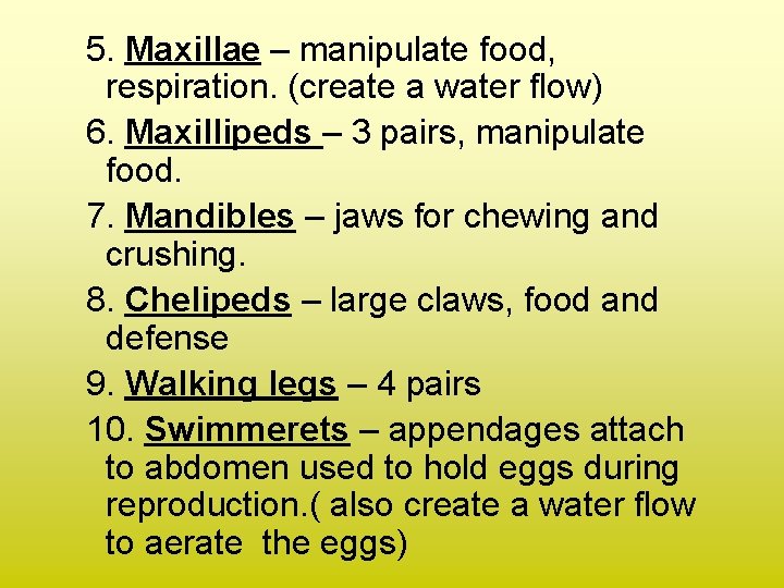 5. Maxillae – manipulate food, respiration. (create a water flow) 6. Maxillipeds – 3