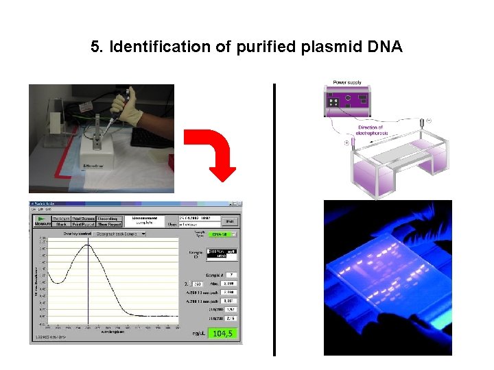 5. Identification of purified plasmid DNA 5. Identification of purified plasmid DNA