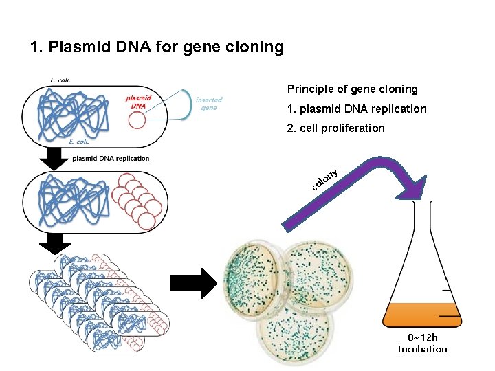 1. Plasmid DNA for gene cloning Principle of gene cloning 1. plasmid DNA replication 1. Plasmid DNA for gene cloning Principle of gene cloning 1. plasmid DNA replication