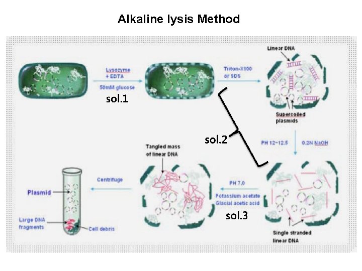 Alkaline lysis Method Alkaline lysis Method