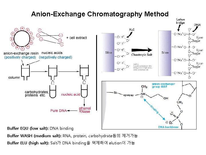 Anion-Exchange Chromatography Method Buffer EQU (low salt): DNA binding Buffer WASH (medium salt): RNA, Anion-Exchange Chromatography Method Buffer EQU (low salt): DNA binding Buffer WASH (medium salt): RNA,