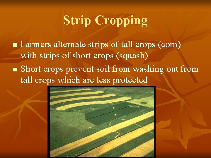 Strip Cropping n n Farmers alternate strips of tall crops (corn) with strips of