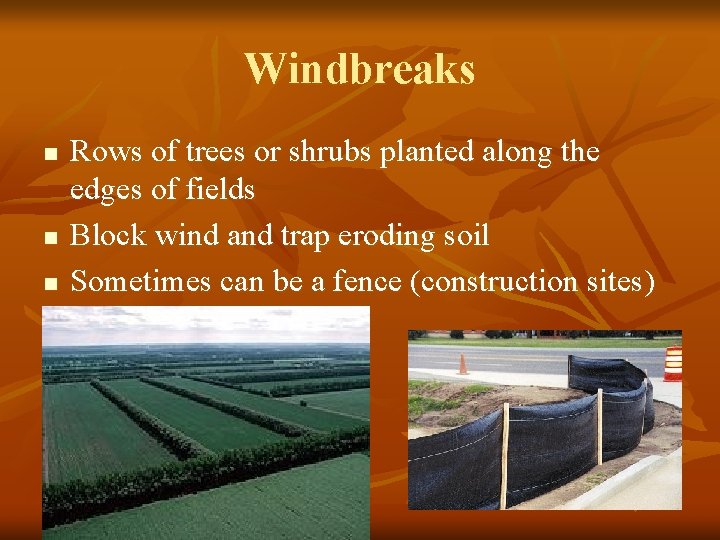 Windbreaks n n n Rows of trees or shrubs planted along the edges of