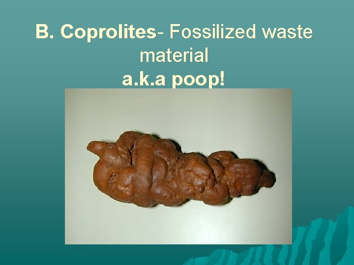 B. Coprolites- Fossilized waste material a. k. a poop! 