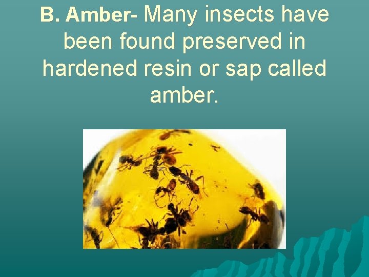 B. Amber- Many insects have been found preserved in hardened resin or sap called