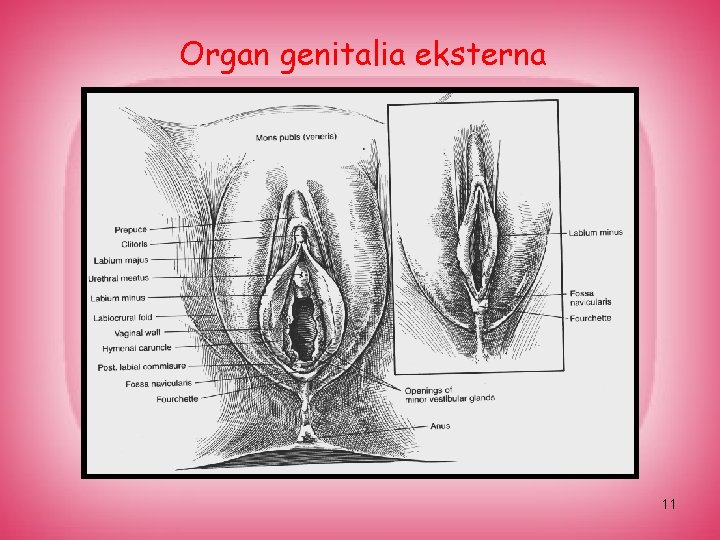 Organ genitalia eksterna 11 