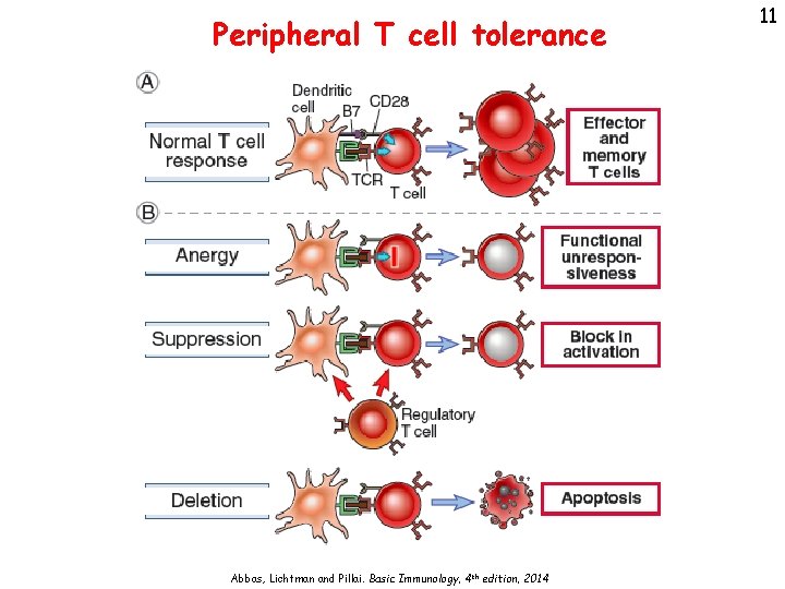 Peripheral T cell tolerance Abbas, Lichtman and Pillai. Basic Immunology, 4 th edition, 2014