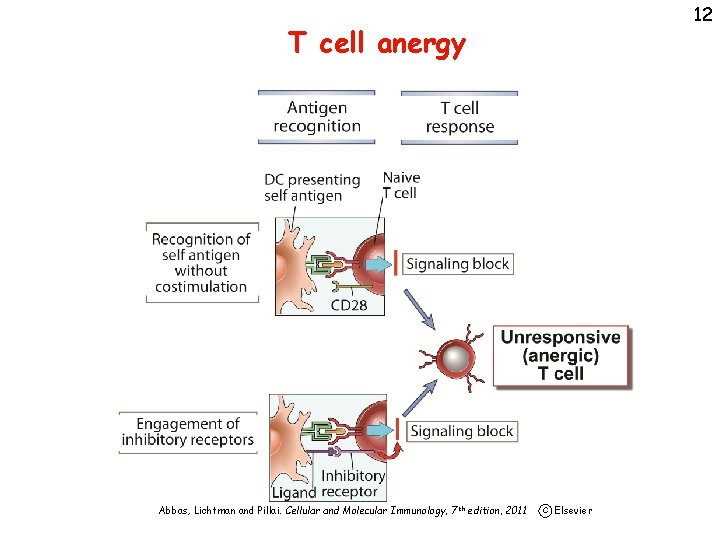 12 T cell anergy Abbas, Lichtman and Pillai. Cellular and Molecular Immunology, 7 th