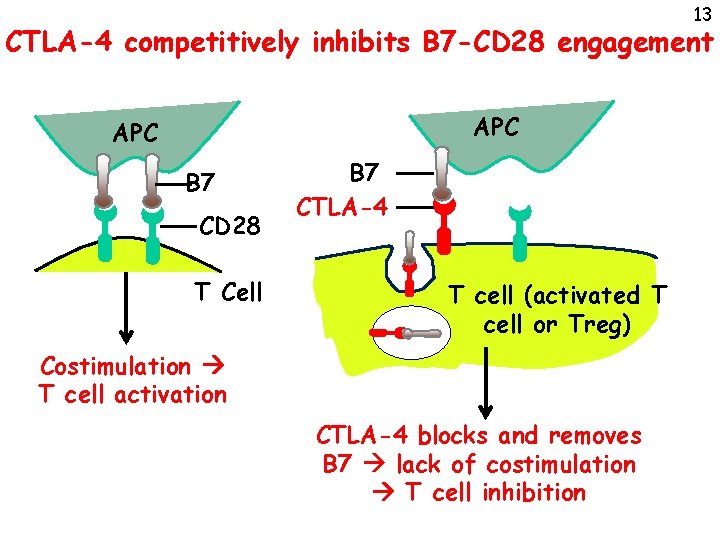 13 CTLA-4 competitively inhibits B 7 -CD 28 engagement APC B 7 CD 28