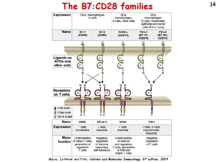 The B 7: CD 28 families Abbas, Lichtman and Pillai. Cellular and Molecular Immunology,
