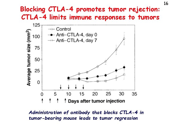 Blocking CTLA-4 promotes tumor rejection: CTLA-4 limits immune responses to tumors Administration of antibody