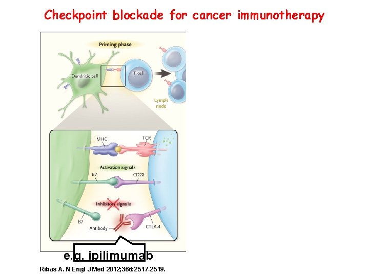 Checkpoint blockade for cancer immunotherapy e. g. ipilimumab Ribas A. N Engl J Med