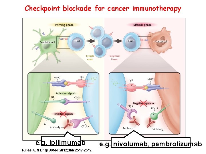 Checkpoint blockade for cancer immunotherapy e. g. ipilimumab Ribas A. N Engl J Med