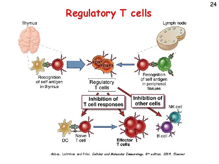 Regulatory T cells Abbas, Lichtman and Pillai. Cellular and Molecular Immunology, 8 th edition,