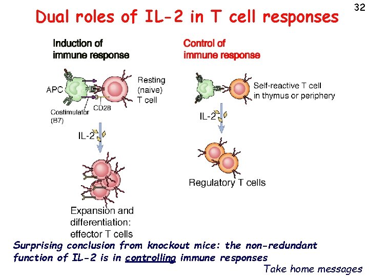 Dual roles of IL-2 in T cell responses 32 Surprising conclusion from knockout mice: