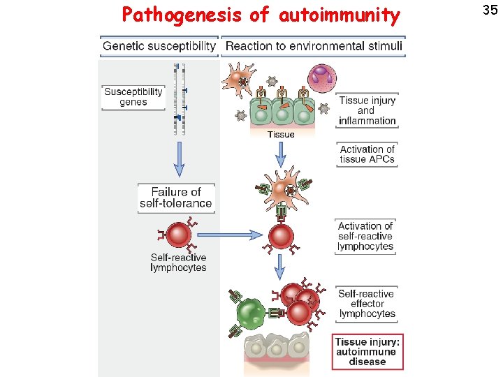 Pathogenesis of autoimmunity 35 