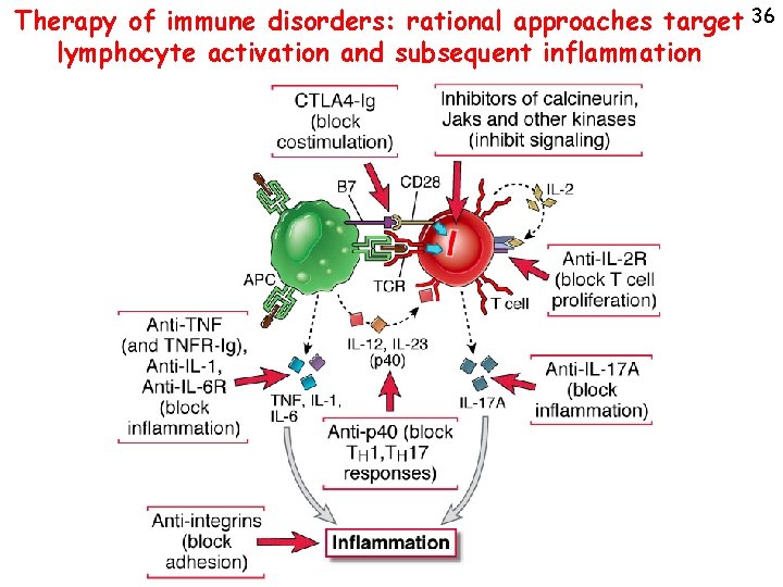 Therapy of immune disorders: rational approaches target 36 lymphocyte activation and subsequent inflammation 