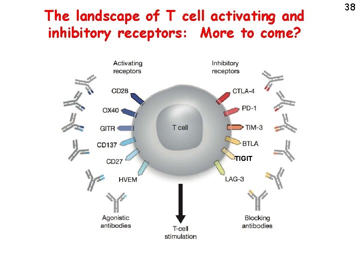 The landscape of T cell activating and inhibitory receptors: More to come? TIGIT 38