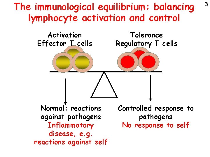 The immunological equilibrium: balancing lymphocyte activation and control Activation Effector T cells Normal: reactions