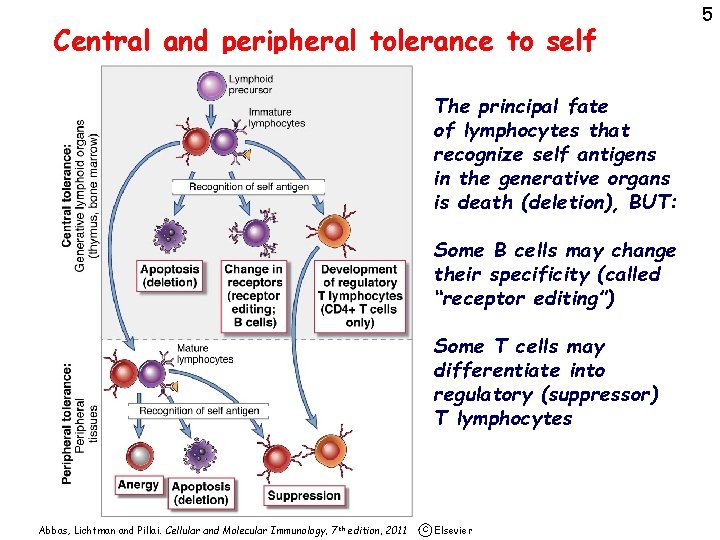 Central and peripheral tolerance to self The principal fate of lymphocytes that recognize self