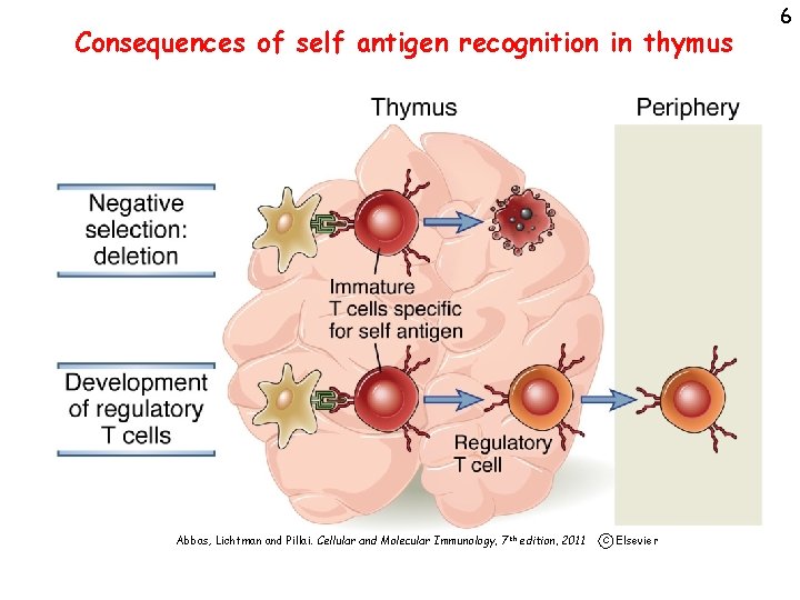 Consequences of self antigen recognition in thymus Abbas, Lichtman and Pillai. Cellular and Molecular