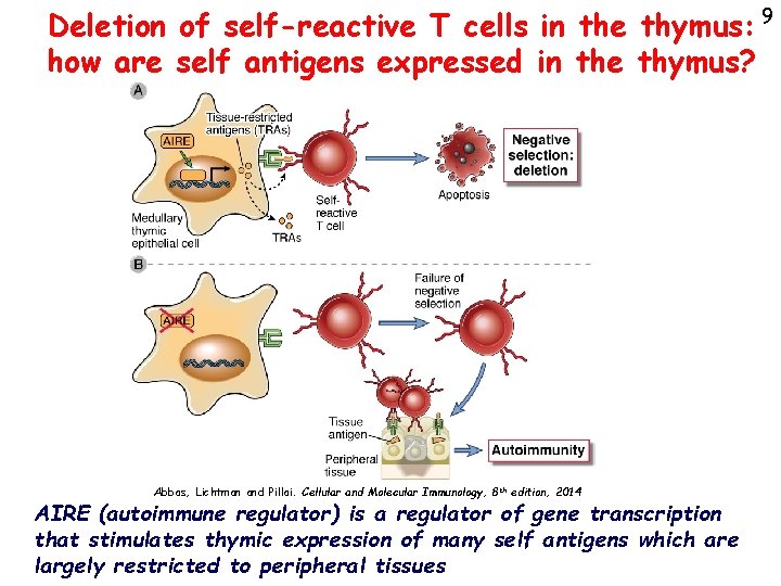 Deletion of self-reactive T cells in the thymus: 9 how are self antigens expressed