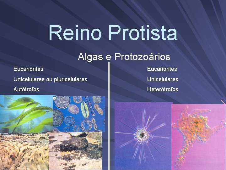 Reino Protista Algas e Protozoários Eucariontes Unicelulares ou pluricelulares Unicelulares Autótrofos Heterótrofos 