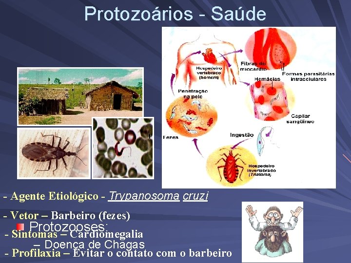 Protozoários - Saúde - Agente Etiológico - Trypanosoma cruzi - Vetor – Barbeiro (fezes)