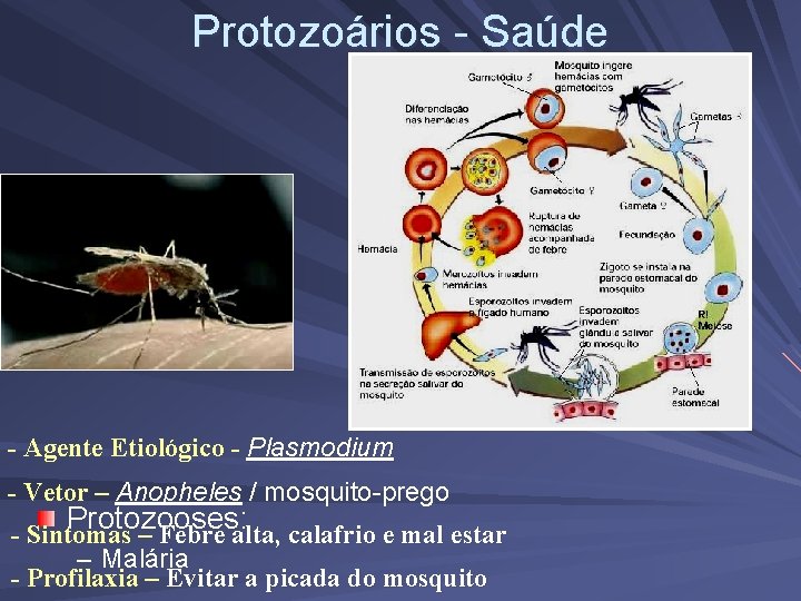 Protozoários - Saúde - Agente Etiológico - Plasmodium - Vetor – Anopheles / mosquito-prego