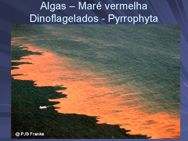 Algas – Maré vermelha Dinoflagelados - Pyrrophyta 