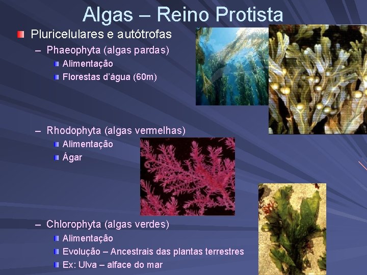 Algas – Reino Protista Pluricelulares e autótrofas – Phaeophyta (algas pardas) Alimentação Florestas d’água