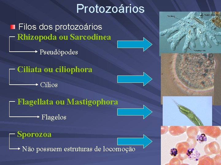 Protozoários Filos dos protozoários Rhizopoda ou Sarcodínea Pseudópodes Ciliata ou ciliophora Cílios Flagellata ou
